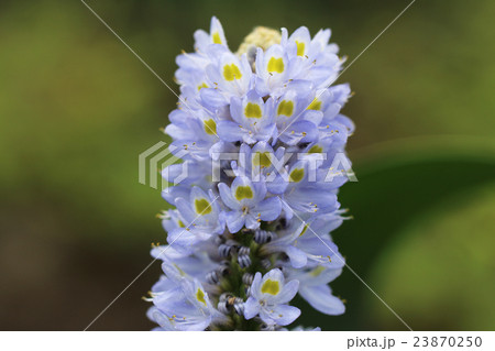 ポンテデリフの花　 23870250