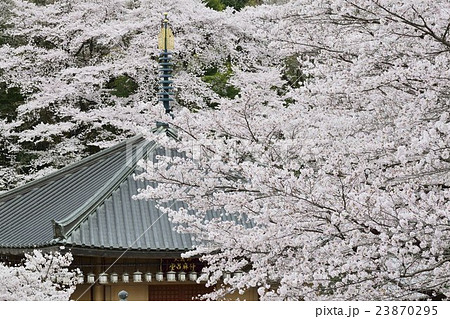 安倍文殊院 桜 安倍文殊院 桜 23870295