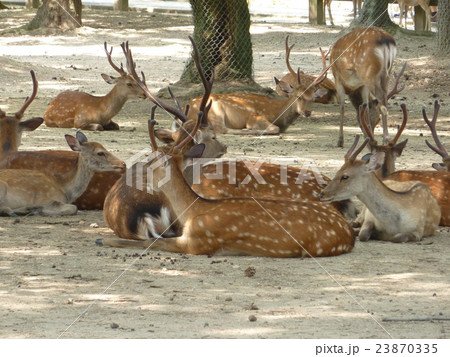 奈良公園の鹿 23870335