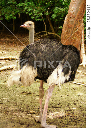 Ostrich on the Caribbean island of Mucura  23870412