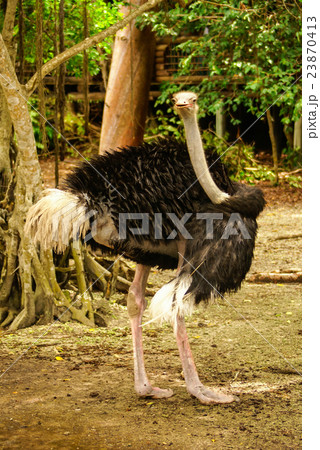 Ostrich on the Caribbean island of Mucura Ostrich on the Caribbean island of Mucura 23870413