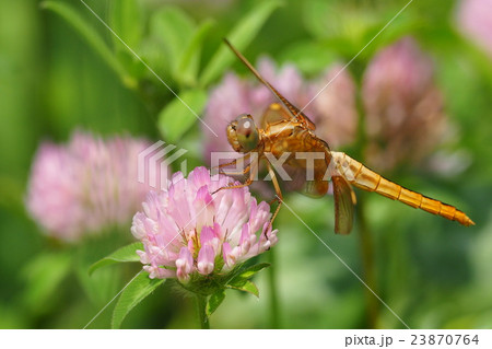 ショウジョウトンボ(メス・未成熟) ショウジョウトンボ(メス・未成熟) 23870764