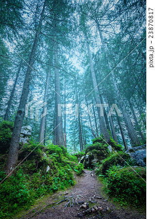Dark misty forest landscape Dark misty forest landscape 23870817
