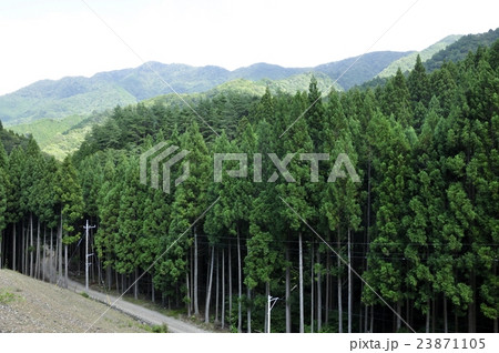 室久保林道の植林帯と甲相国境尾根 室久保林道の植林帯と甲相国境尾根 23871105