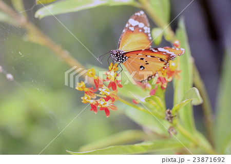 カバマダラ 23871692