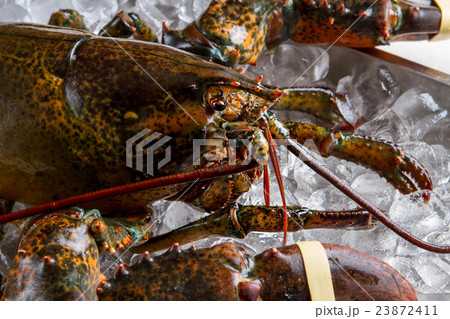 Head of lobster. Head of lobster. 23872411