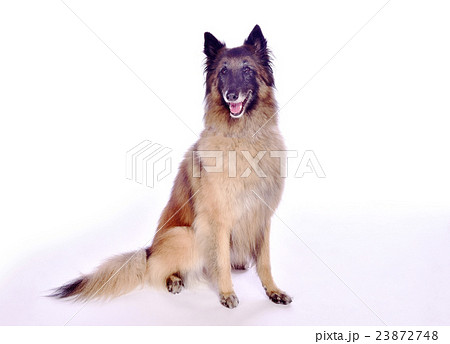 大型犬 ペット 大型犬 ペット 23872748