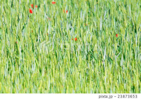 Green wheats in the field 23873653