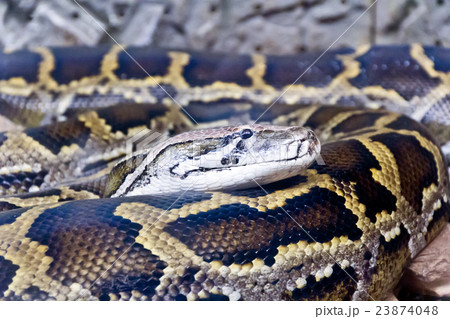 Photo of python head close up Photo of python head close up 23874048