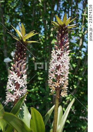 パイナップルリリー　　 23874156