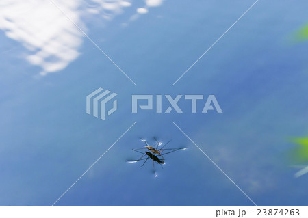 湧水池のアメンボ 23874263