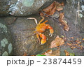 赤いカニ 23874459