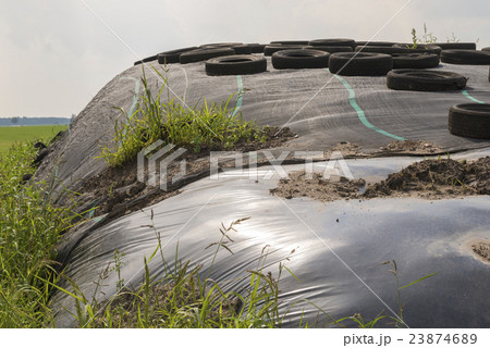 Ensilage on a dairy farm. 23874689