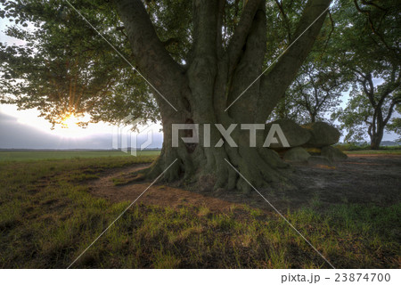 Historical dolmen in the Netherlands. 23874700