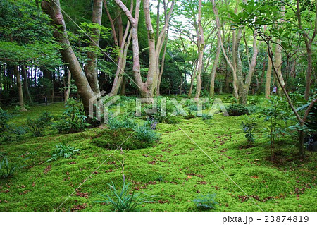 夏の祇園寺 夏の祇園寺 23874819