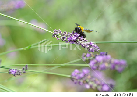ラベンダーとクマバチ ラベンダーとクマバチ 23875392