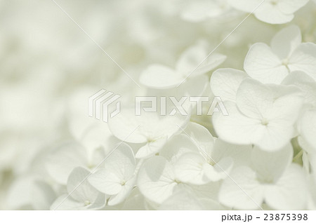 アジサイ 23875398