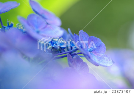 アジサイ 23875407