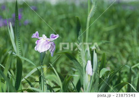 花菖蒲 23875543