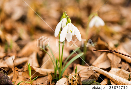 first spring flowers first spring flowers 23875756