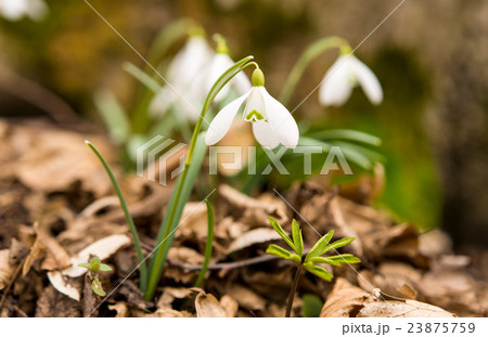 first spring flowers first spring flowers 23875759