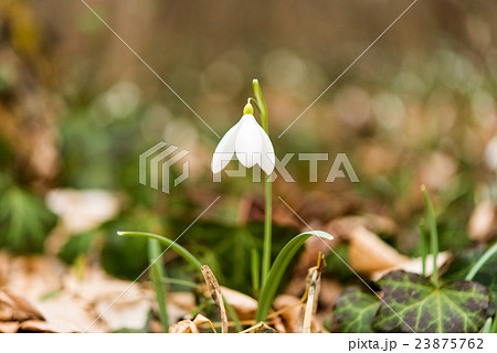 first spring flowers first spring flowers 23875762