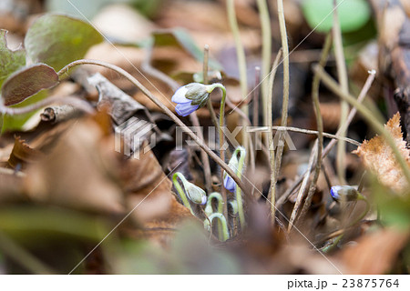 first spring flowers first spring flowers 23875764