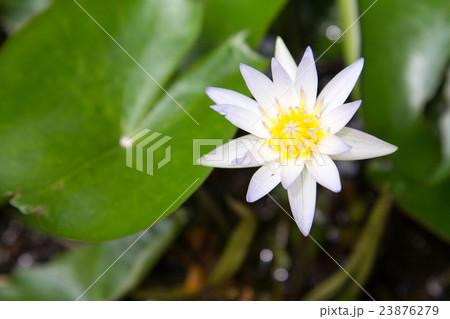Lotus flowers. 23876279