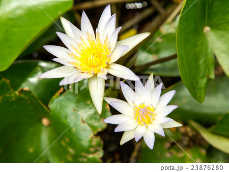 Twin lotus flowers. 23876280