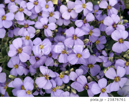 arabis arabis 23876761