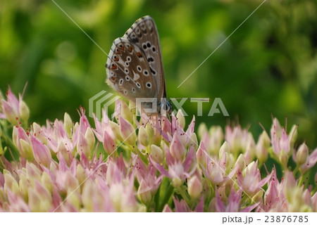 butterfly 23876785
