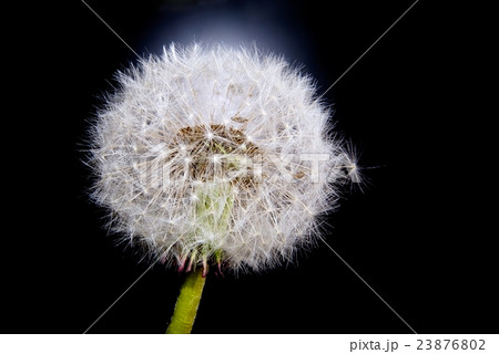 dandelion dandelion 23876802