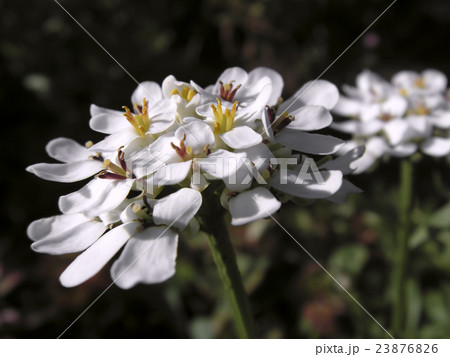 iberis iberis 23876826