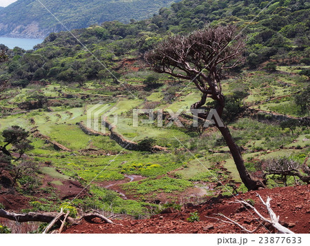 野崎島 段々畑の遺構 23877633