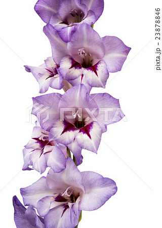 purple gladiolus isolated 23878846