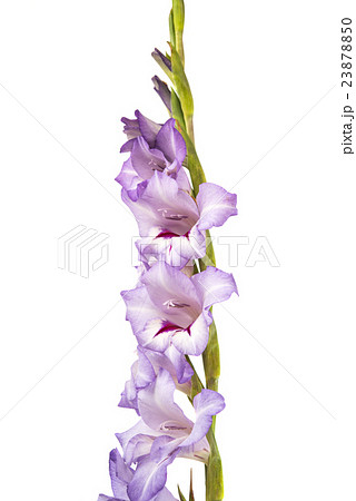 purple gladiolus isolated purple gladiolus isolated 23878850