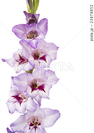 purple gladiolus isolated purple gladiolus isolated 23878852