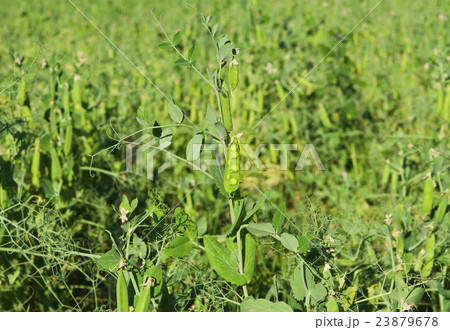 Peas growing Peas growing 23879678
