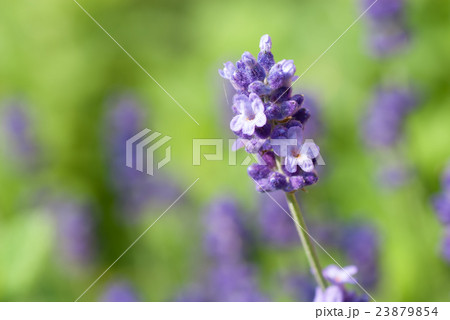 ハーブ ラベンダー ハーブ ラベンダー 23879854
