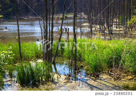 Belorussian swamp at summer Belorussian swamp at summer 23880201