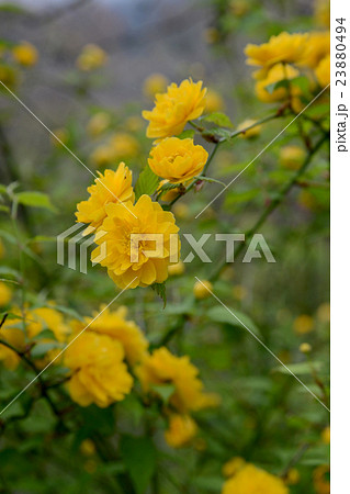 ヤマブキ 23880494