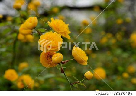 ヤマブキ 23880495