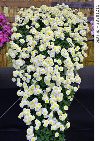 小菊 小菊 23881211