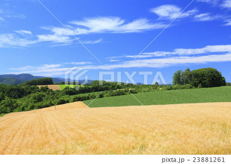 北海道　上富良野町　丘の田園風景 23881261