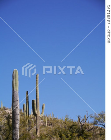 アリゾナ州 23881291