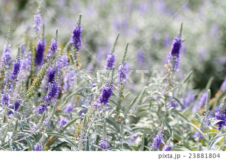 トウテイランの花 23881804
