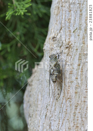 ツクツクボウシ 23881825