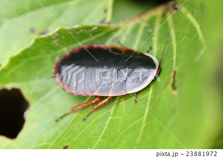 生き物 昆虫 サツマゴキブリ 薬にもペットにもなるゴキブリ界のスター 山原の山道で の写真素材