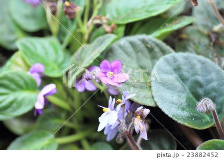 イワタバコ科の花の写真素材