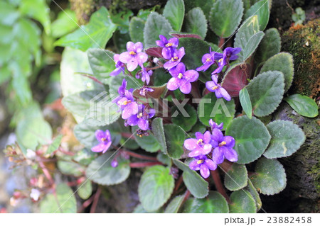 イワタバコ科の花の写真素材